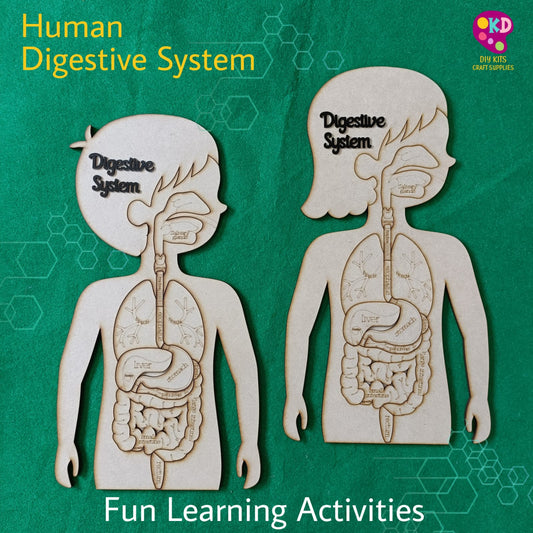HUMAN DIGESTIVE SYSTEM