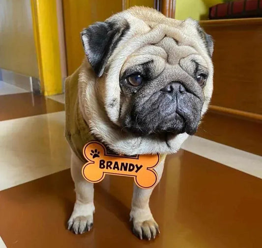 Personalised Dog Collar