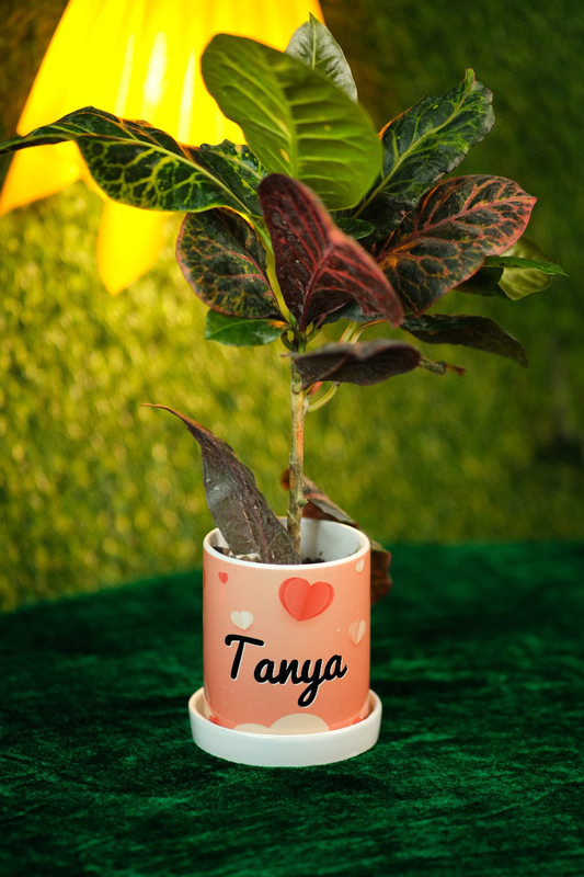 Customised Planter